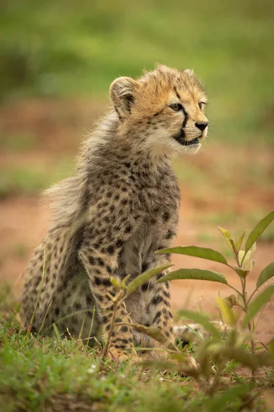 Cheetah cub sits open-mouthed on short grass