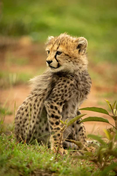 Cheetah Welp Zit Terug Kijken Gras — Stockfoto