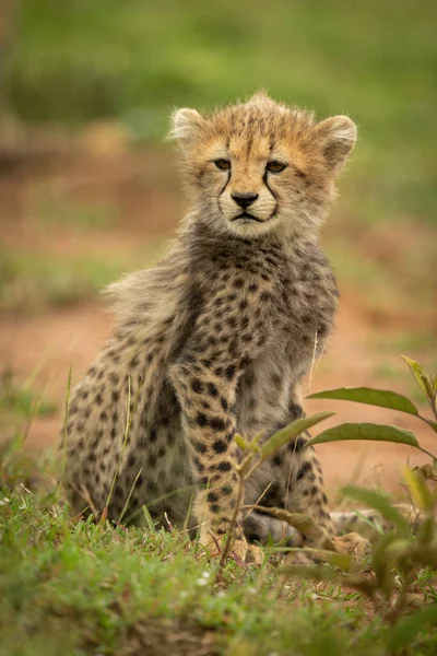 Cheetah Cub Sitting Turning Head Grass — Stock Photo, Image