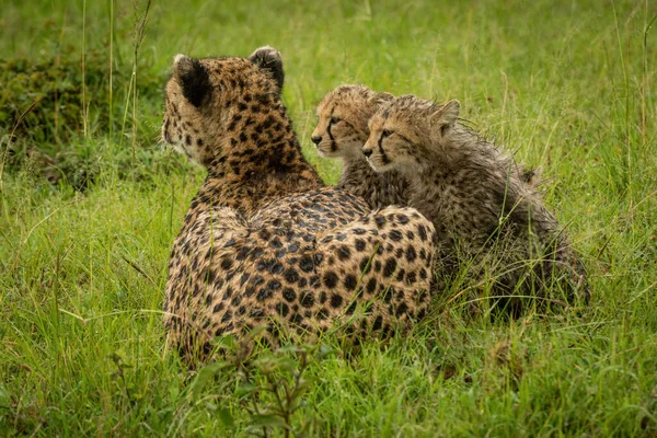 Gepard Liegt Neben Zwei Jungen Regen — Stockfoto