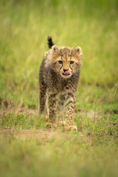 Cheetah Szczenię Stoi Trawie Lizanie Nosa — Zdjęcie stockowe