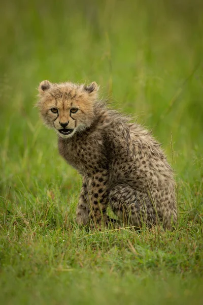 Cheetah Cub Sits Opening Mouth Grass — Stock Photo, Image