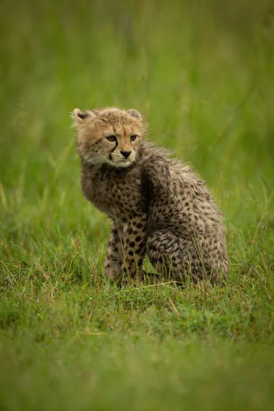 Cheetah Welp Zit Draaien Hoofd Gras — Stockfoto