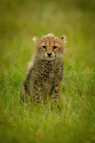 Guépard Ourson Assis Dans Herbe Regardant Vers Avant — Photo