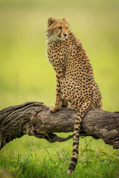 Cheetah Cabb座っています上のログ見て回る — ストック写真