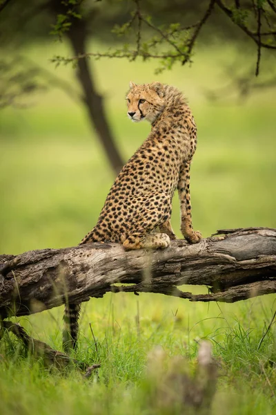 Cheetah Cachorro Sienta Registro Mirando Hacia Atrás — Foto de Stock