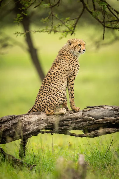 Cheetah Welp Zit Een Boomstam Ziet Goed Uit — Stockfoto