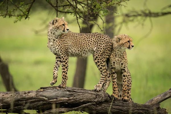 Cheetah Welp Staat Log Met Een Ander — Stockfoto