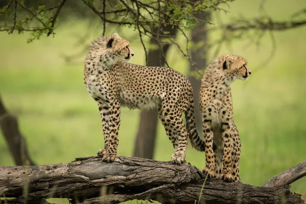 Μικρά Cheetah Στέκονται Στο Κούτσουρο Κοιτάζοντας Δεξιά — Φωτογραφία Αρχείου