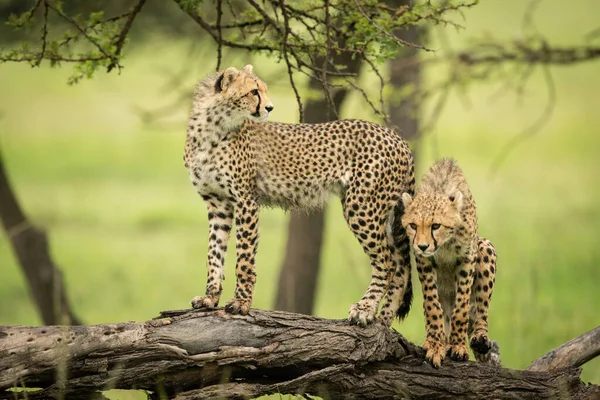 Μικρό Cheetah Στέκεται Στο Κούτσουρο Δίπλα Ένα Άλλο — Φωτογραφία Αρχείου