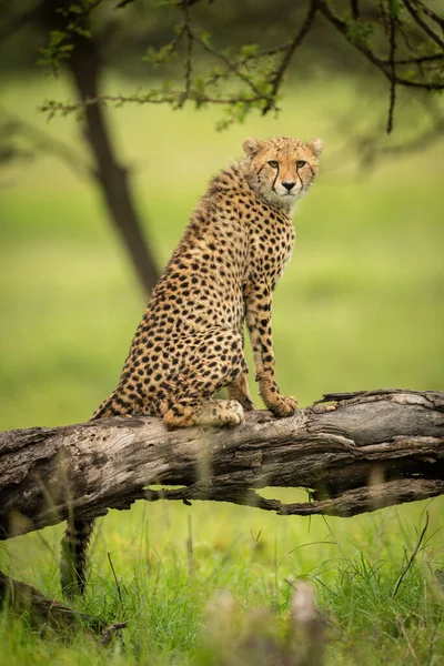 Gepardí Mládě Sedí Kameře — Stock fotografie
