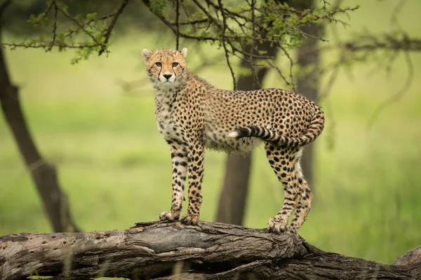 Cheetah Unge Står Log Scanning Savannen — Stockfoto