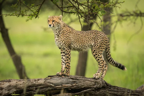 Μικρό Cheetah Στέκεται Στο Κούτσουρο Που Βλέπει Αριστερά — Φωτογραφία Αρχείου