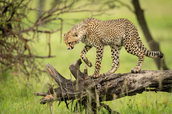 Cheetah Cub Walks Log Looking — Stock Photo, Image