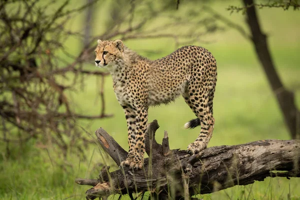 Cheetah Cub Stands Log Looking Ahead — Stock Photo, Image