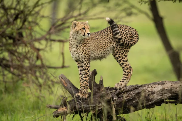 Gepardenjunges Steht Auf Baumstamm Und Starrt Nach Rechts — Stockfoto