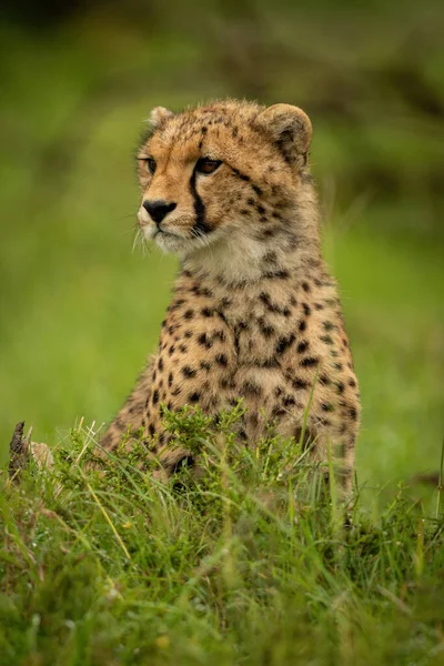 Cheetah Cub Sits Grass Looking Left — Stock Photo, Image