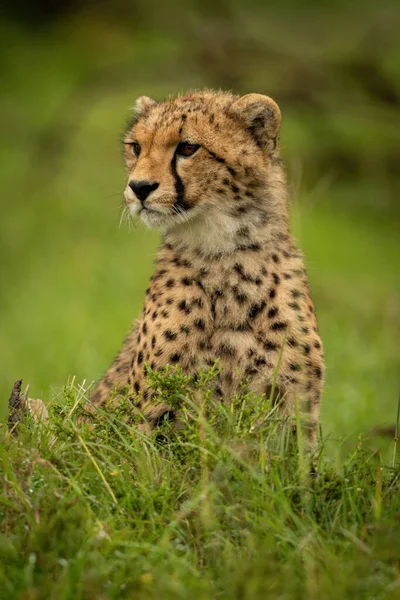 Guépard Ourson Assis Dans Herbe Regardant Gauche — Photo