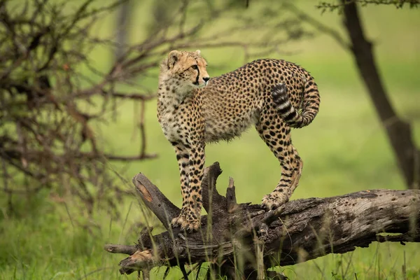 Cheetah Cub Stands Log Looking — Stock Photo, Image