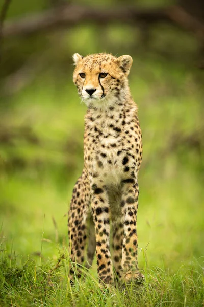 Gepardí Mládě Stojí Trávě Natahuje Krk — Stock fotografie