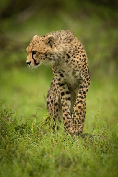 Çita Yavrusu Çimlerin Üzerinde Duruyor Aşağıya Bakıyor — Stok fotoğraf