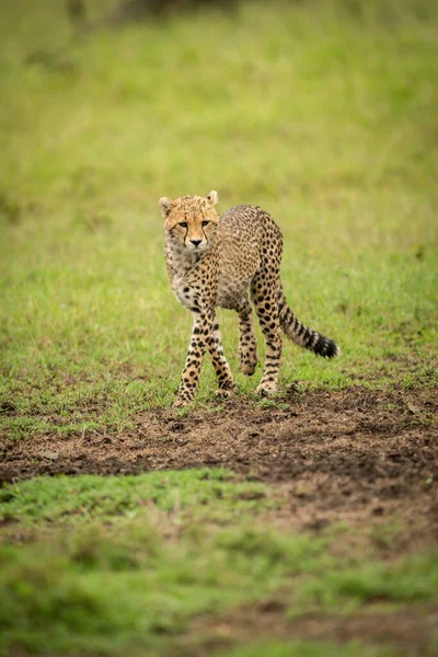 Cheetah Cub Walks Grass Looking — Stock Photo, Image