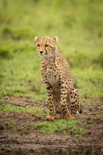 Cheetah Cub Sits Grass Lifting Paw — Stock Photo, Image