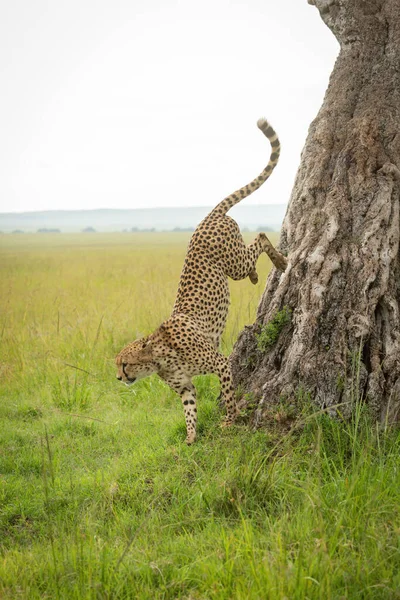 Cheetah Springt Van Boom Savanne — Stockfoto