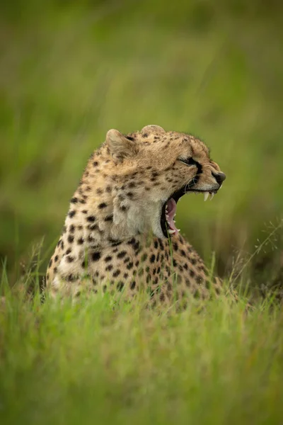 Guépard Est Assis Bâillant Dans Herbe Longue — Photo