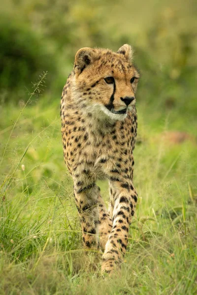 Cheetah Cub Περπατά Μέσα Από Γρασίδι Κοιτάζοντας Δεξιά — Φωτογραφία Αρχείου