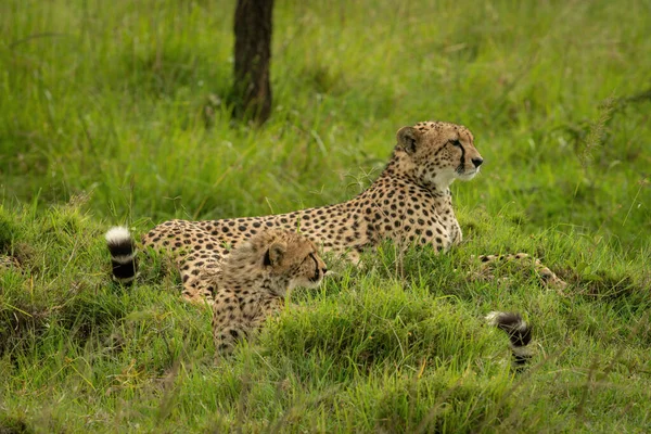 Cheetah Encontra Lado Filhote Monte Gramado — Fotografia de Stock