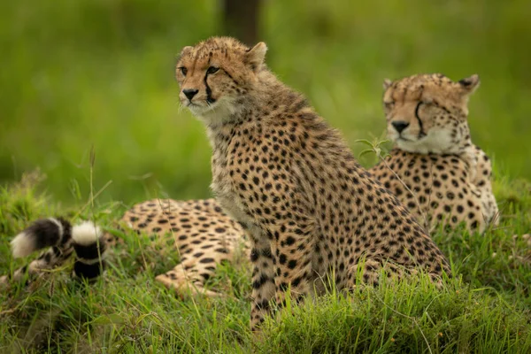 Cheetah Welp Zit Naast Moeder Gras — Stockfoto