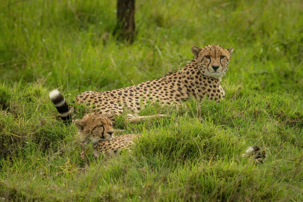 Cheetah Βρίσκεται Από Κουτάβι Στο Χορταριασμένο Ανάχωμα — Φωτογραφία Αρχείου