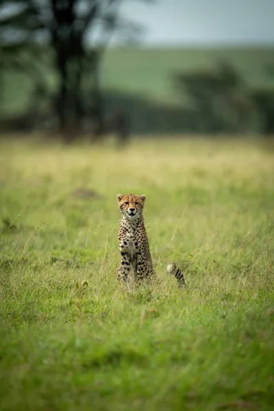 Cheetah Szczenię Siedzi Trawie Oglądając Kamery — Zdjęcie stockowe