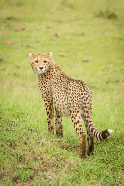 Cheetah Unge Står Ser Tillbaka Gräs — Stockfoto