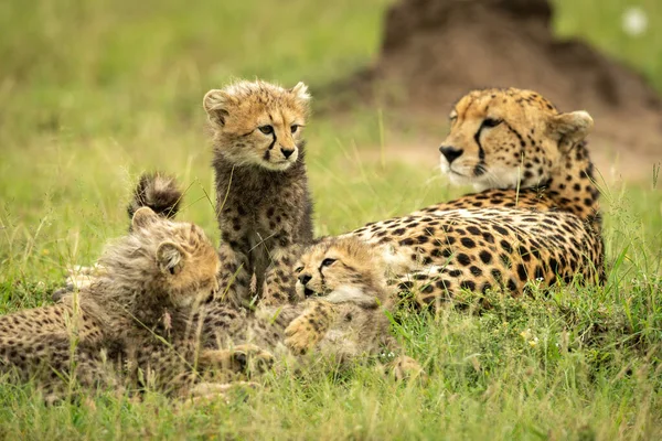 Cheetah Ligt Gras Bij Drie Welpen — Stockfoto