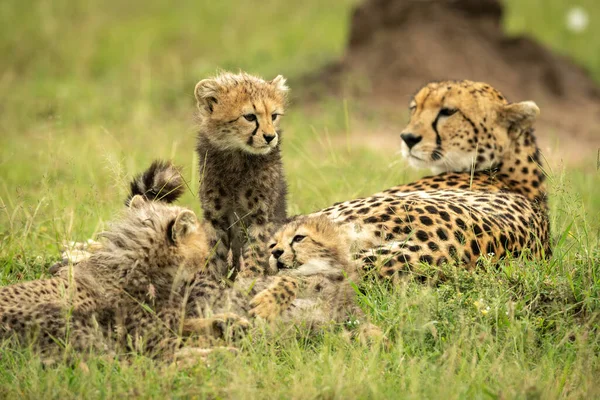 猎豹和三只幼崽躺在草地上 — 图库照片