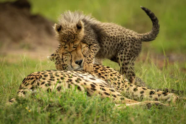 Guépard Repose Sur Herbe Maussée Par Louveteau — Photo