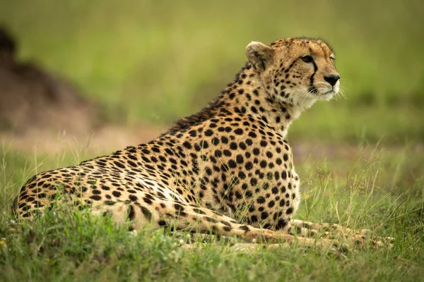Cheetah Lying Grass Termite Mound — Stock Photo, Image
