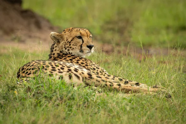 Cheetah Ligt Buurt Termietenheuvel Gras — Stockfoto