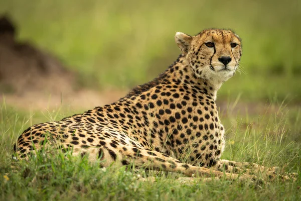 Cheetah Lies Grass Termite Mound — Stock Photo, Image