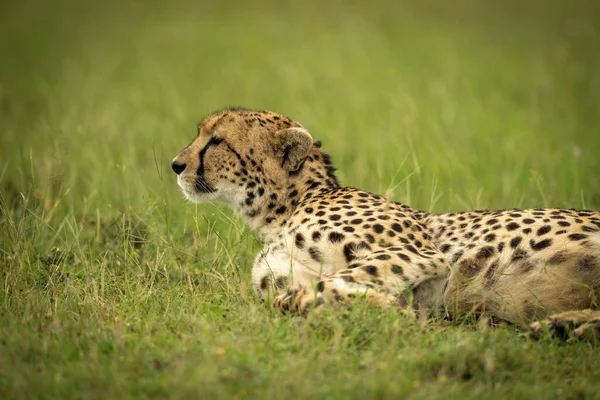 Cheetah Ligt Hoofd Omhoog Links Kijken — Stockfoto