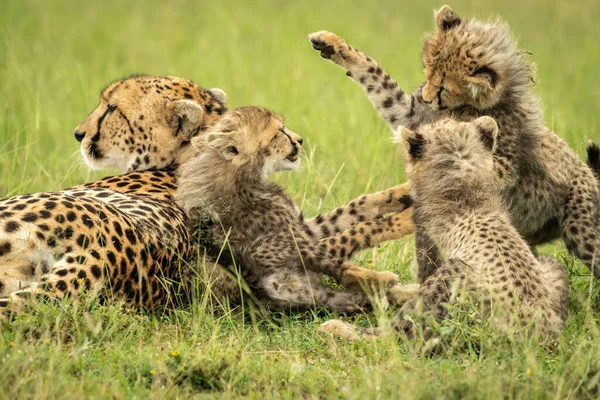 Gepard Lže Ignoruje Tři Mláďata — Stock fotografie