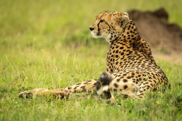 Cheetah Trouve Sur Herbe Près Termite Monticule — Photo