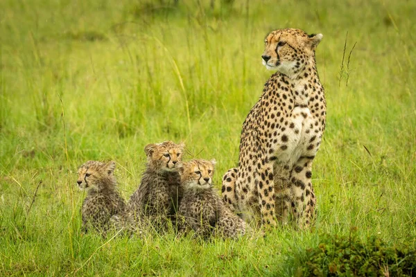 Cheetah Senta Por Três Filhotes Grama — Fotografia de Stock