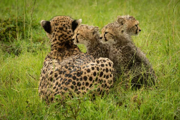 Gepard Leží Třemi Mláďaty Trávě — Stock fotografie