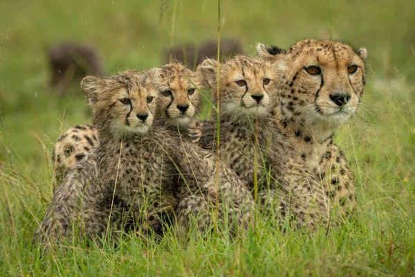 チーターは雨の中で3人の子供と横たわっ — ストック写真