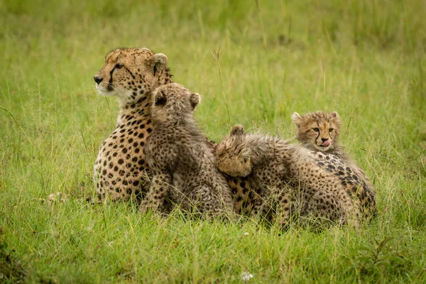 Gepard Ležící Trávě Obklopen Mláďaty — Stock fotografie