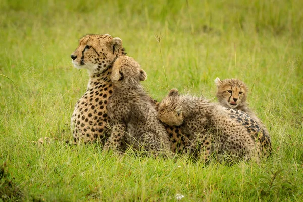 Gepard Liegt Bei Drei Jungen Gras — Stockfoto