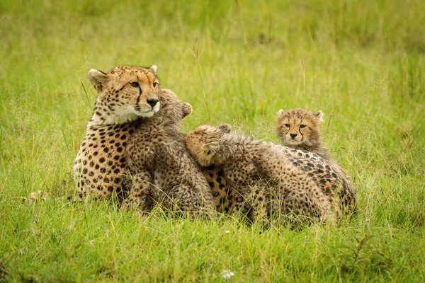 Cheetah Repose Dans Herbe Avec Trois Oursons — Photo